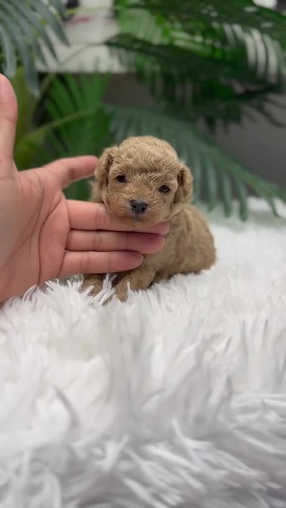 Caniche Toy perros en venta: CANICHE TOY HEMBRA - Video 1