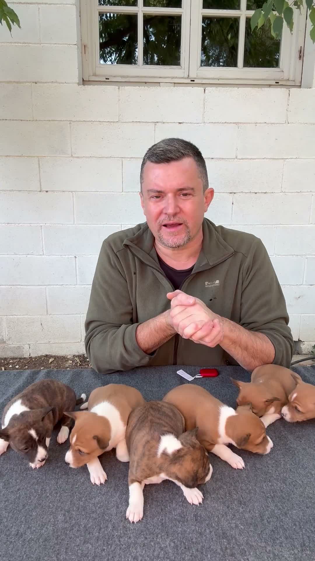 Basenji perros en venta: 🐾 BASENJI – UNA CAMADA MUY ESPECIAL🐾 - Video 1