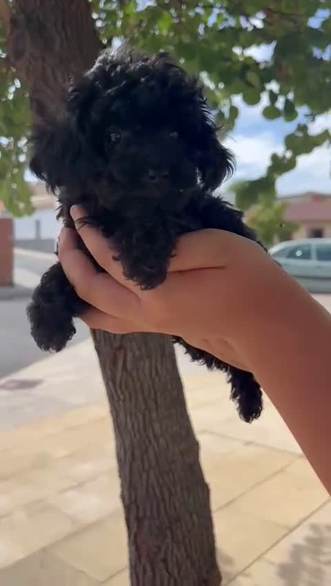 Caniche Toy perros en venta: Caniche toy - Video 1