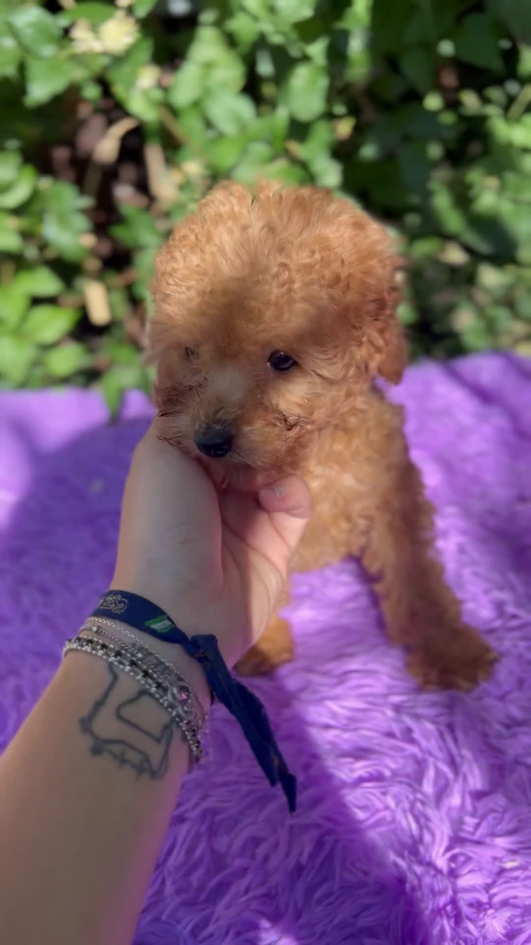 Caniche Toy perros en venta: Caniche toy roja  - Video 1