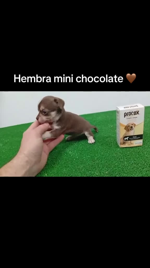 Chihuahua perros en venta: Cuihuhuas mini  - Video 1