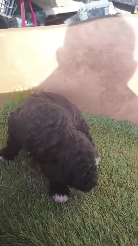 Perro de Agua Español perros en venta: Perro de agua!! - Video 3