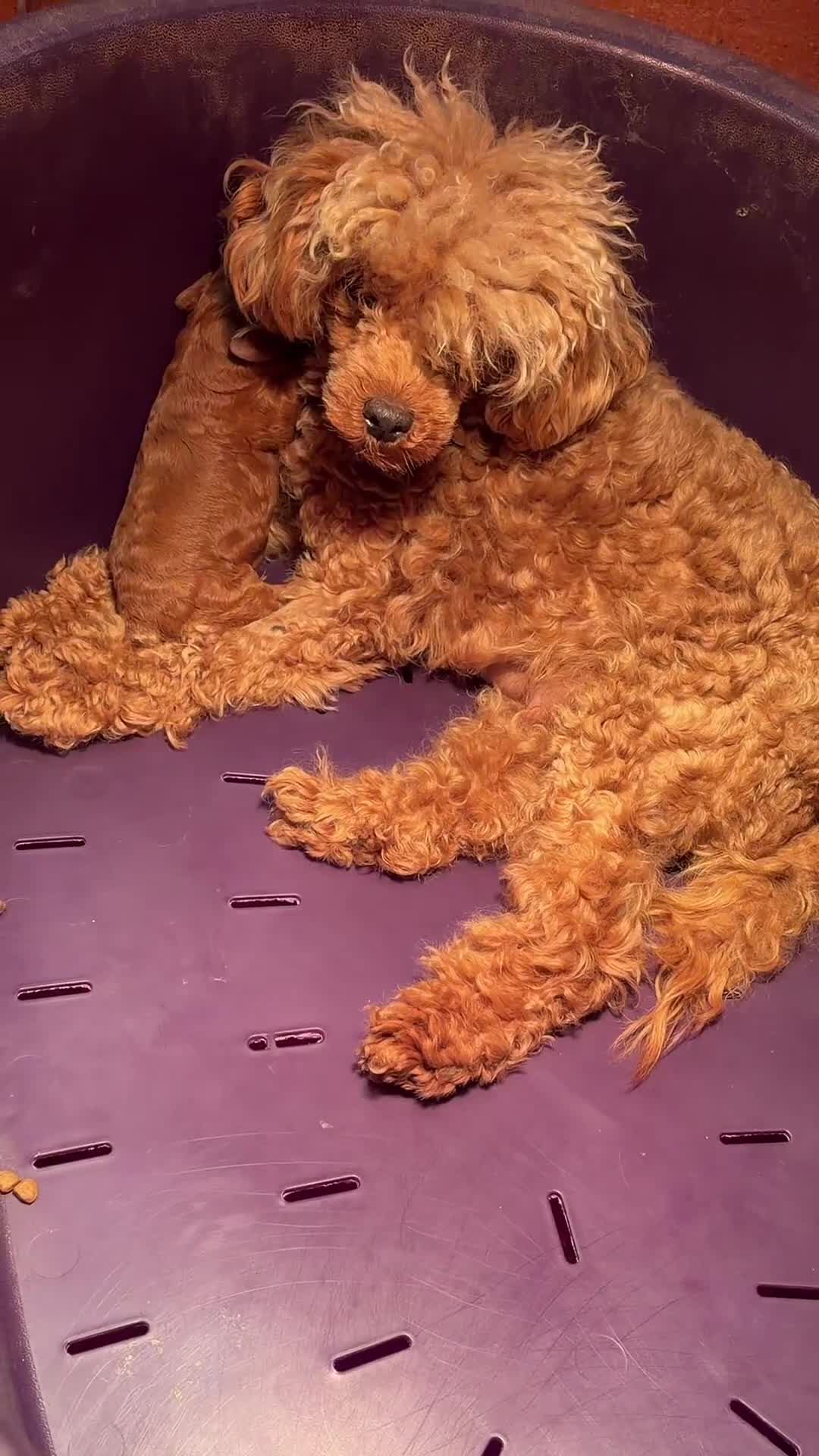 Caniche Toy perros en venta: Caniche mini toy  - Video 1