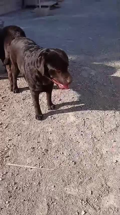 Labrador Retriever perros en venta: Cachorros labrador chocolate con pedigree  - Video 1
