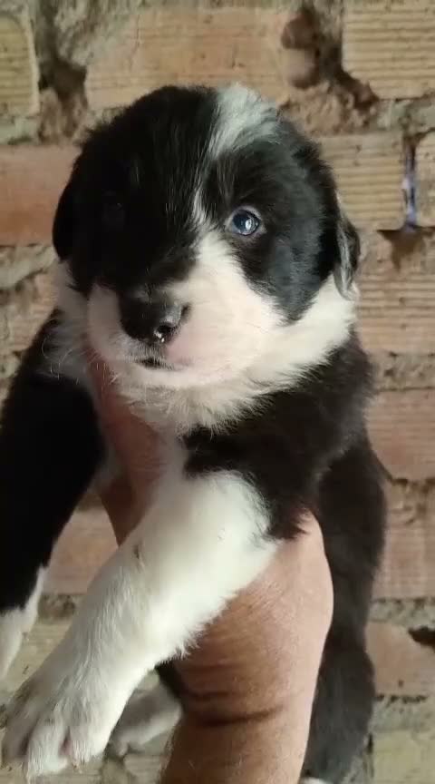 Border Collie perros en venta: Bordes collie  - Video 4