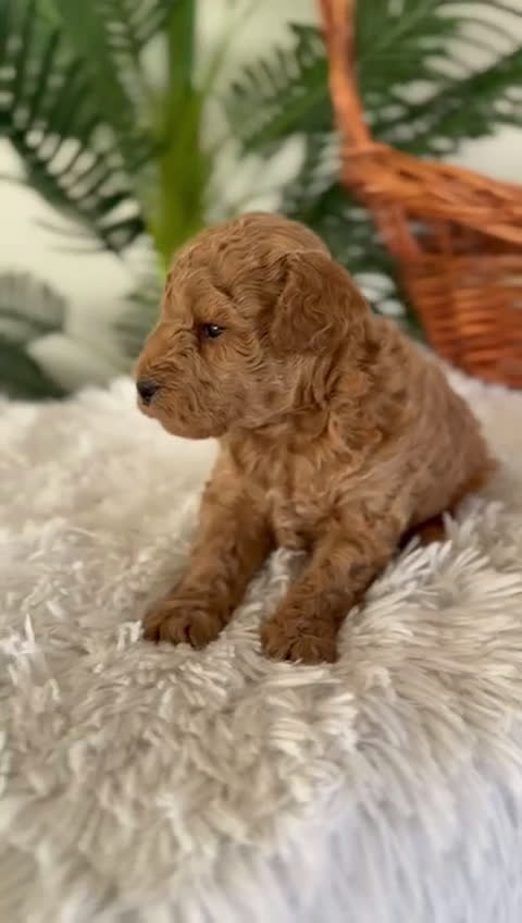 Caniche Toy perros en venta: CANICHE TOY - Video 1