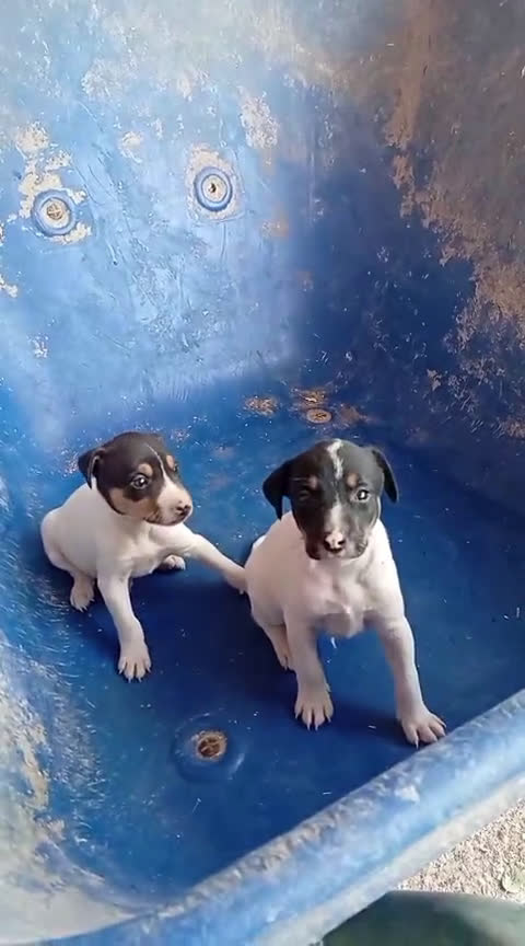 Ratonero Bodeguero Andaluz perros en venta: Bodeguero andaluz  - Video 2
