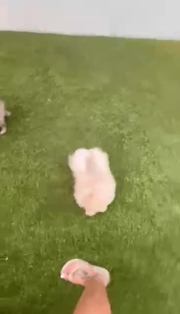 Pomerania perros en venta: Pomerania Toy hembra  - Video 1