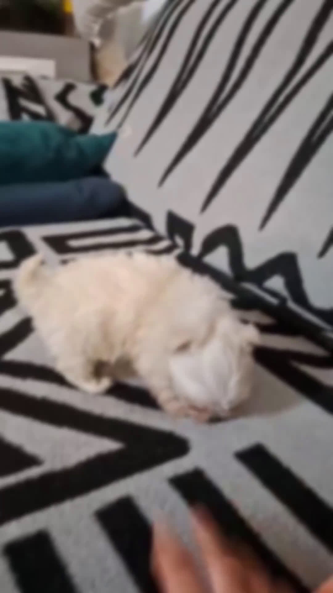 Bichón Maltés perros en venta: Último macho de bichón maltes  - Video 1