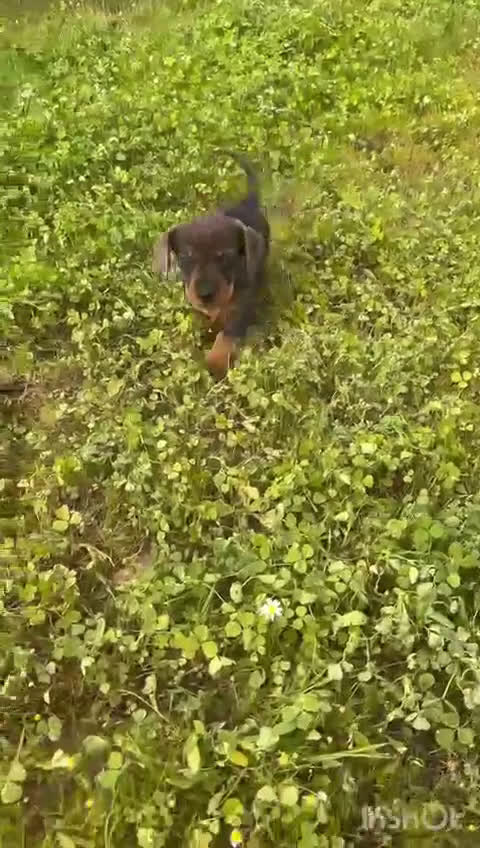 Teckel Miniatura perros en venta: Teckel mini  en Sevilla - Video 1