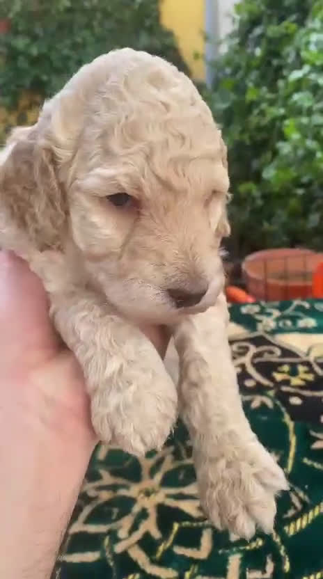 Caniche Gigante perros en venta: Caniche gigante machos  - Video 1