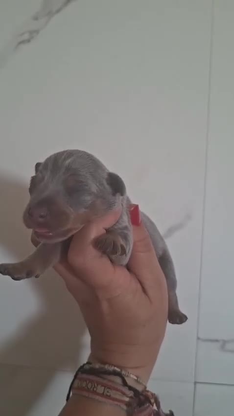 Pinscher Miniatura perros en venta: PINSCHER MINIATURA BLUE - Video 3