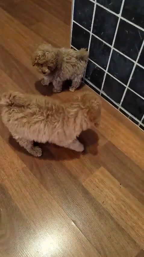 Caniche Toy perros en venta: Último Cachorro de Caniche Toy - Video 1
