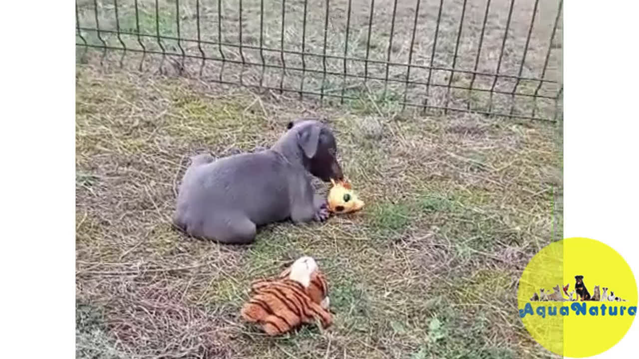 Pequeño Lebrel Italiano perros en venta:  Lebrel Italiano Hembra 1 de AB y Omega AQUANATURA - Video 1