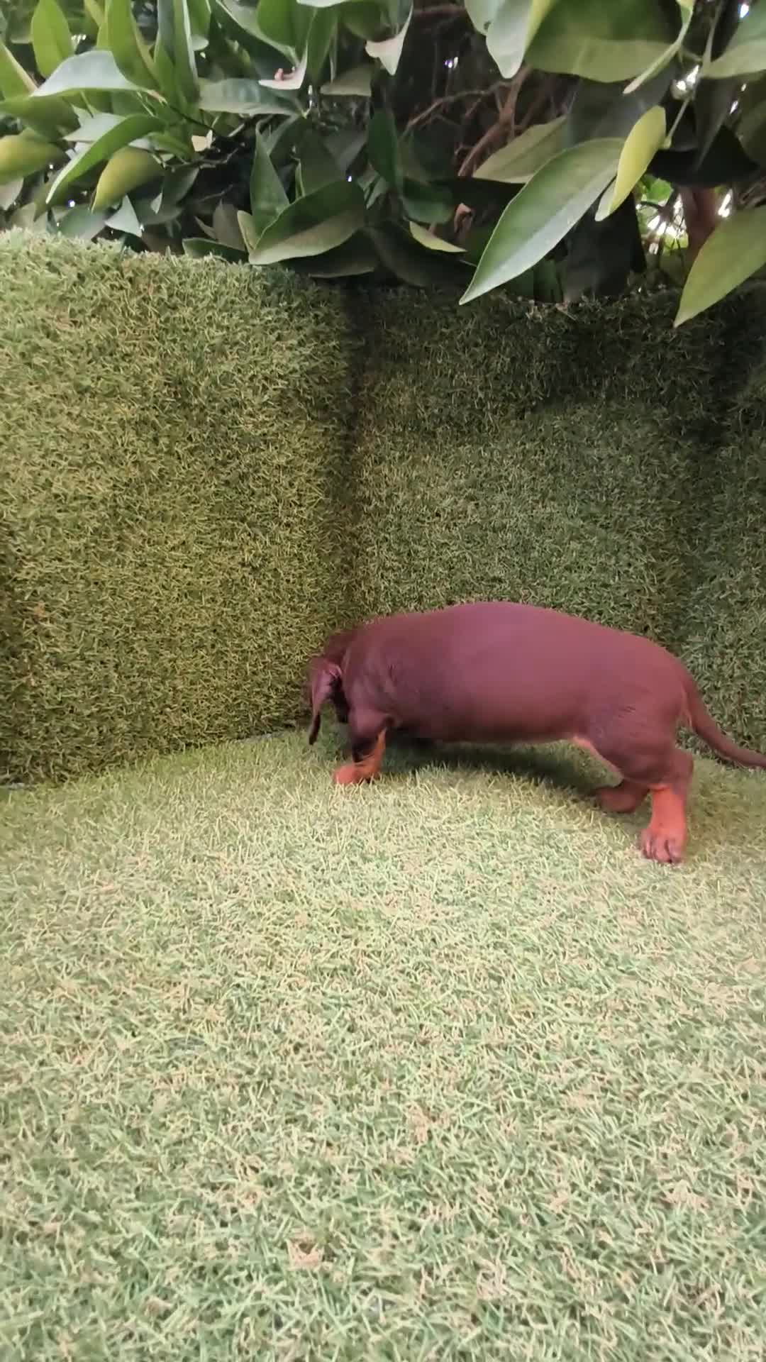 Teckel Miniatura perros en venta: teckel miniatura chocolate  - Video 2