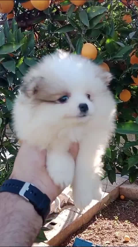 Pomerania perros en venta: Mini Pomerania     en Segovia - Video 2