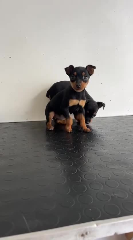 Pinscher Miniatura perros en venta: Mini pinscher  - Video 2