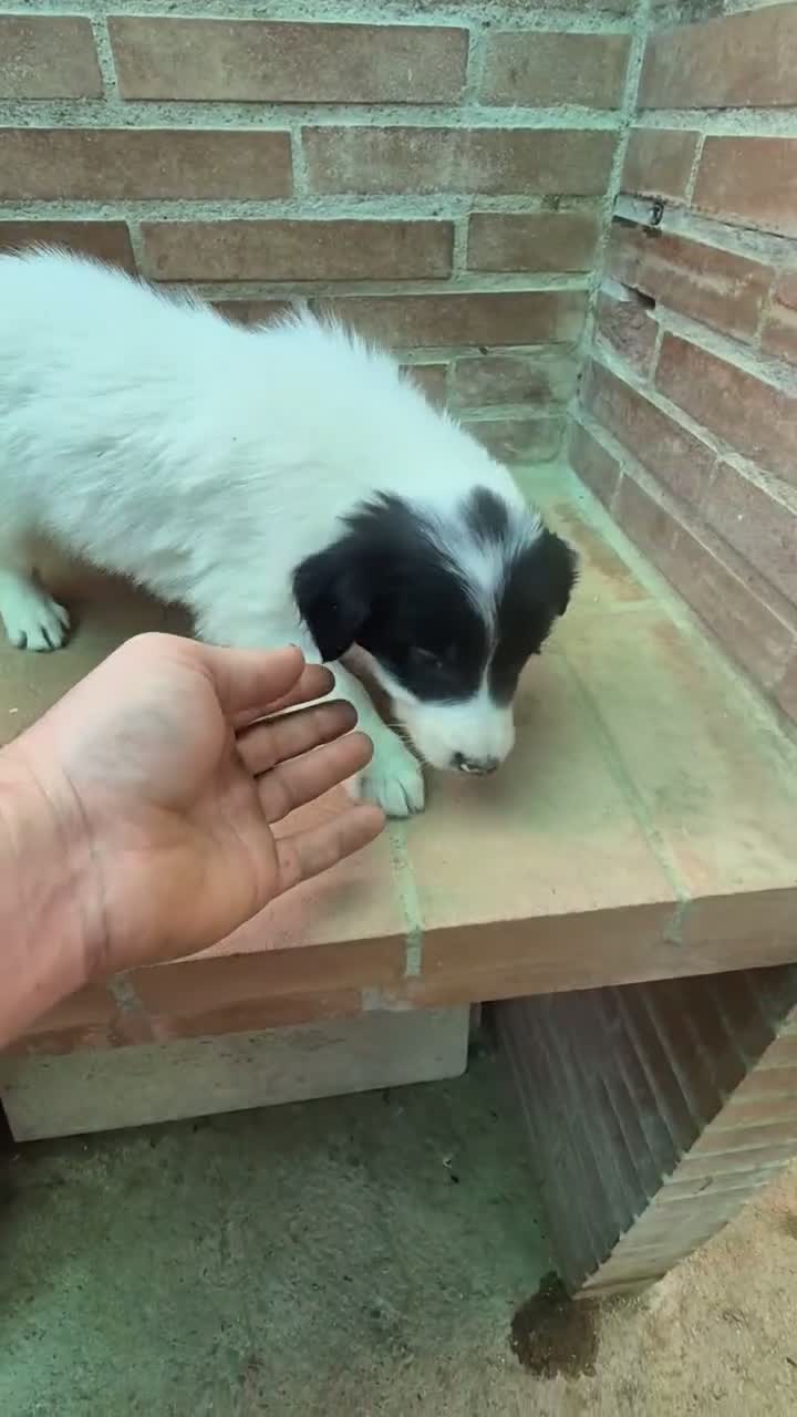 Border Collie perros en venta: Border collie negro y blanco - Video 1