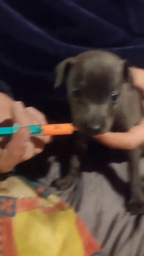 Pequeño Lebrel Italiano perros en venta: Lebrel picolo italiano  - Video 2