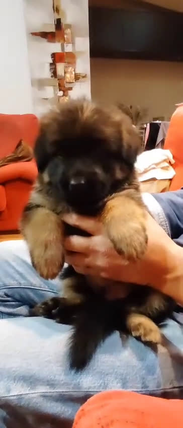 Pastor Alemán perros en venta: Último Pastor Alemán Macho - Video 2