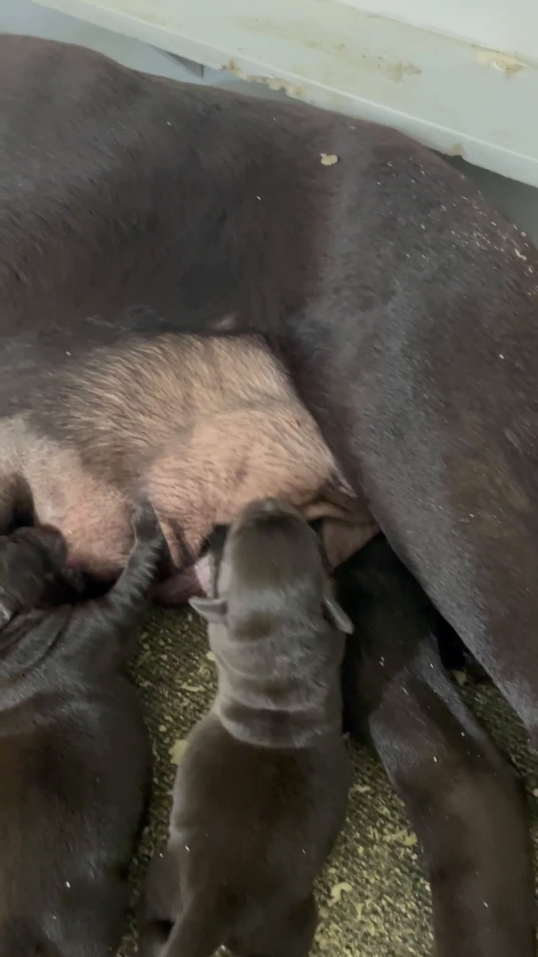 Labrador Retriever perros en venta: Cachorros labrador chocolate top - Video 1