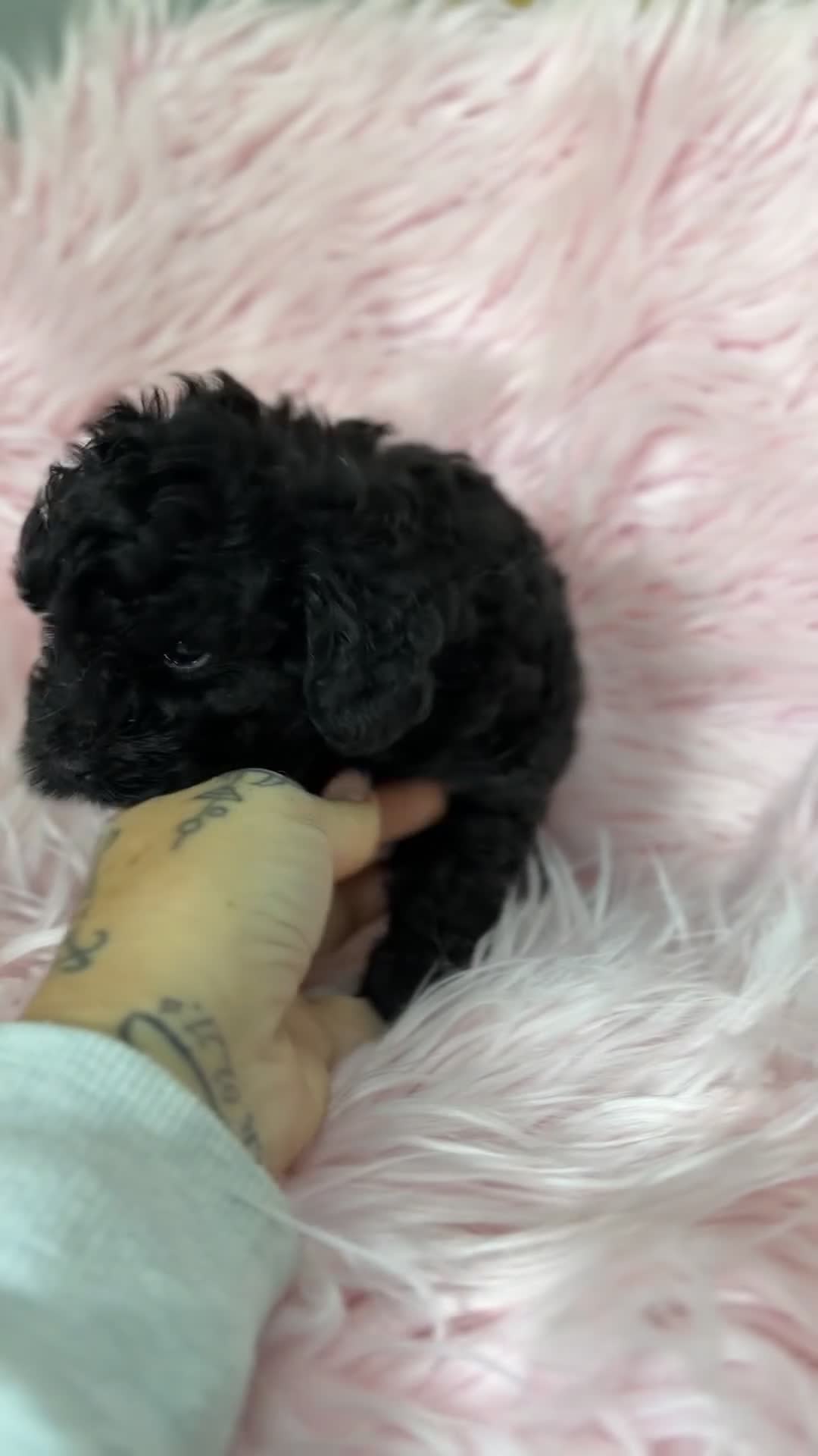 Caniche Toy perros en venta: Caniche Toy negra  - Video 2