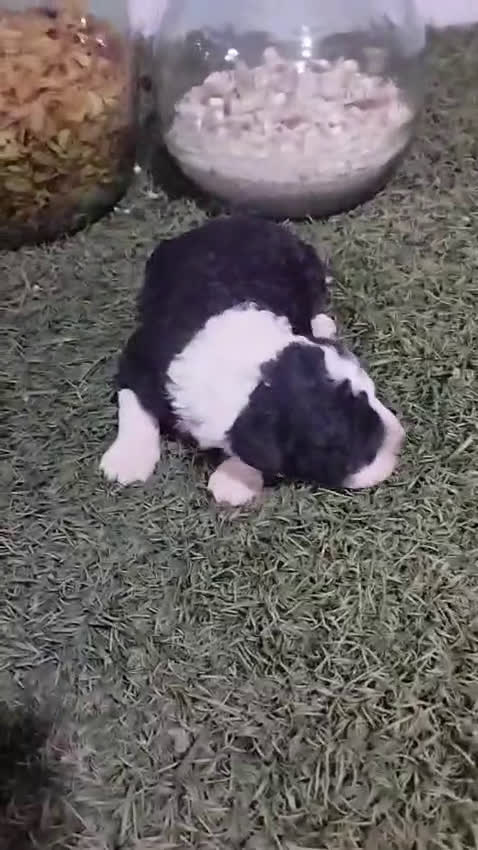 Perro de Agua Español perros en venta: Cachorros perros de agua  - Video 2