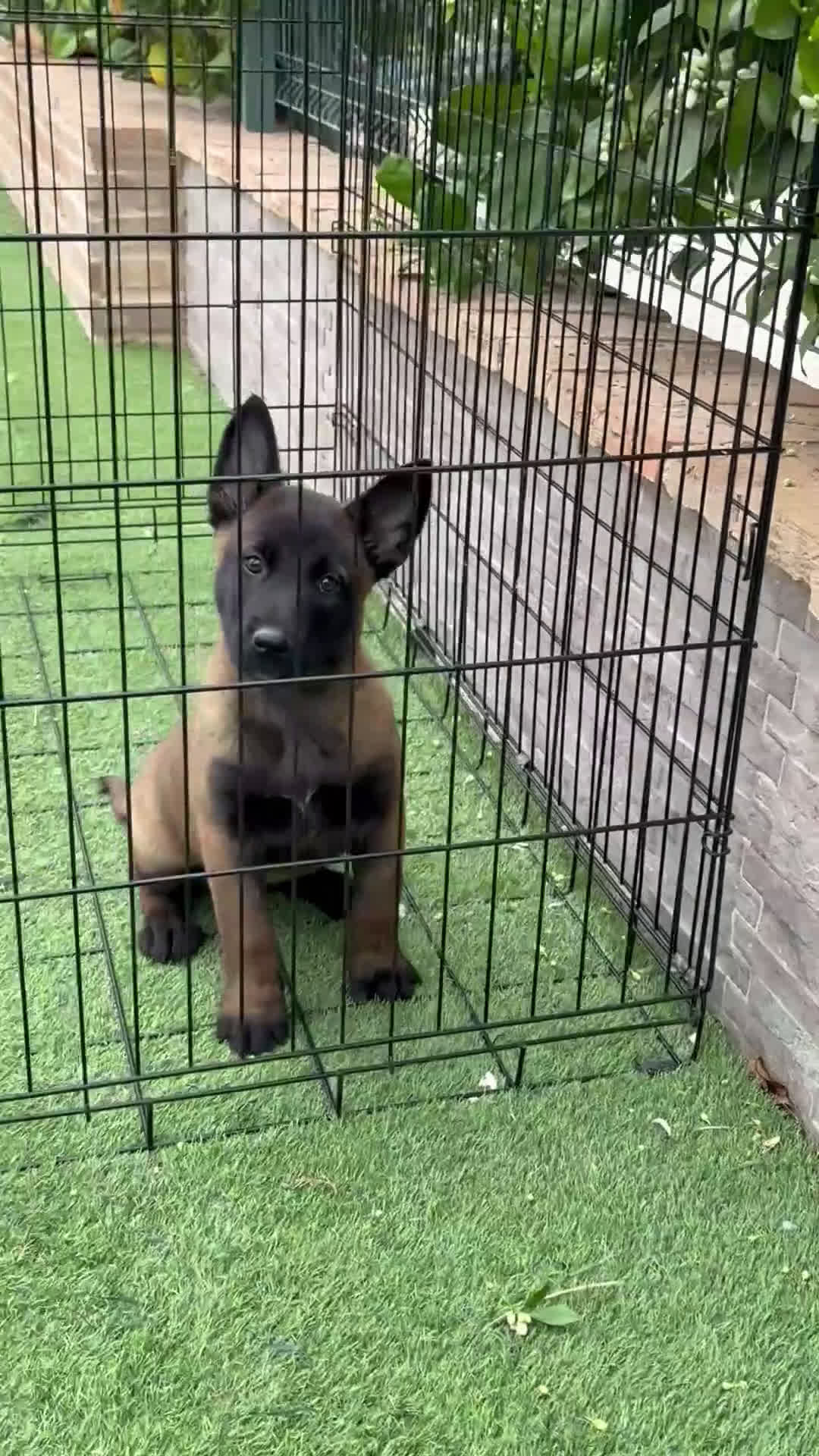 Pastor Belga Malinois perros en venta: Cachorro de Malinois  - Video 1
