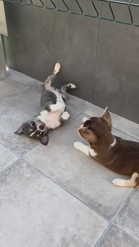 Chihuahua perros en venta: Chihuahua línea rusa machos  - Video 2