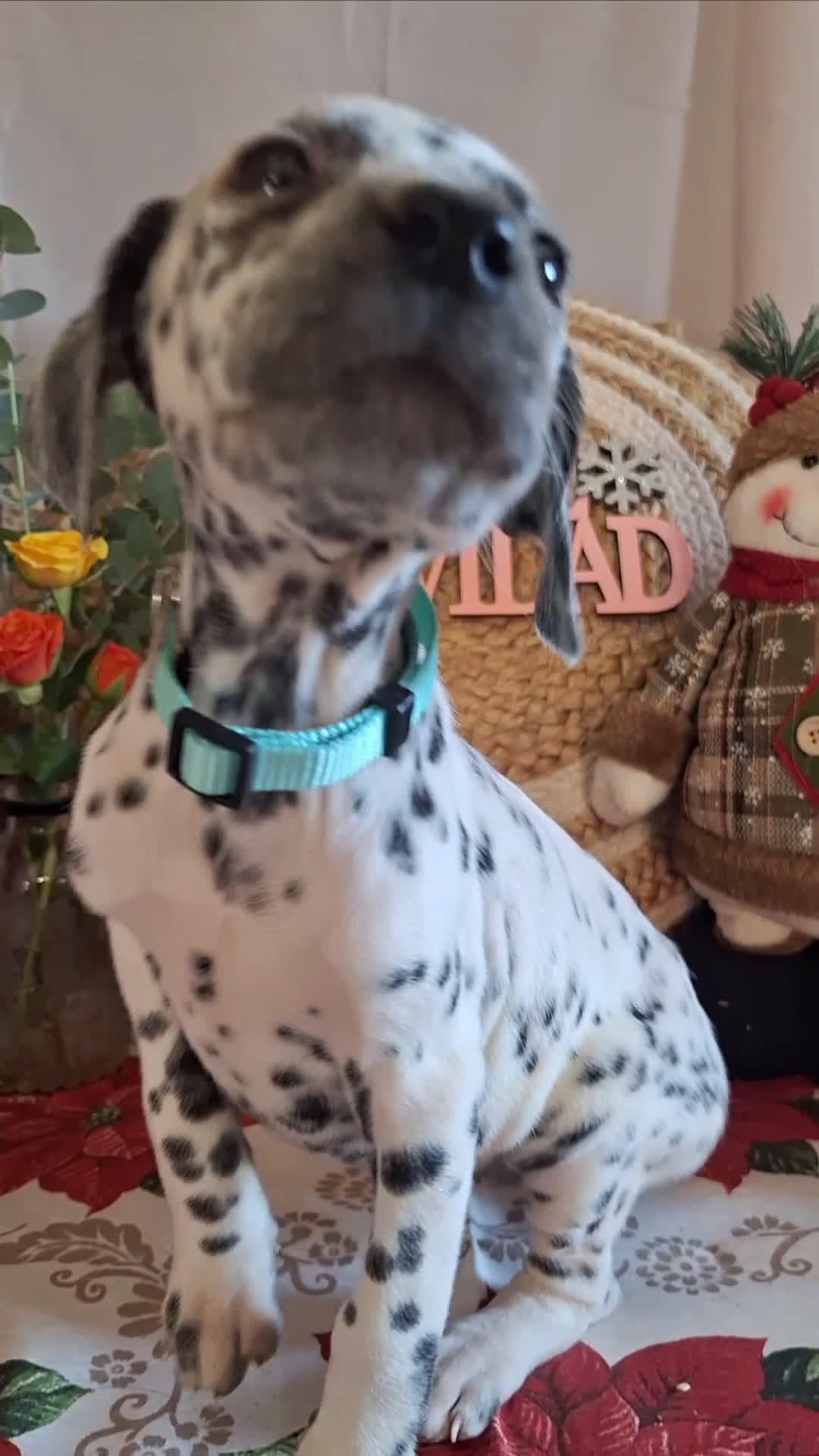 Dálmata perros en venta: DALMATA  - Video 2
