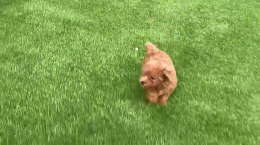 Caniche Enano perros en venta: Caniche enano apricot  - Video 1