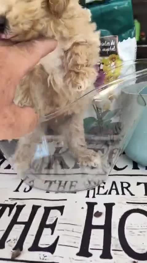 Caniche Toy perros en venta: Caniches toy  - Video 2