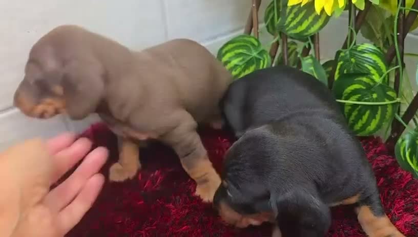 Teckel Miniatura perros en venta: Teckel Miniatura - Video 4