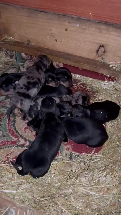 Teckel perros en venta: 🌟ÚLTIMA PAREJA DE TEKEL y Negros fuego🌟 - Video 4