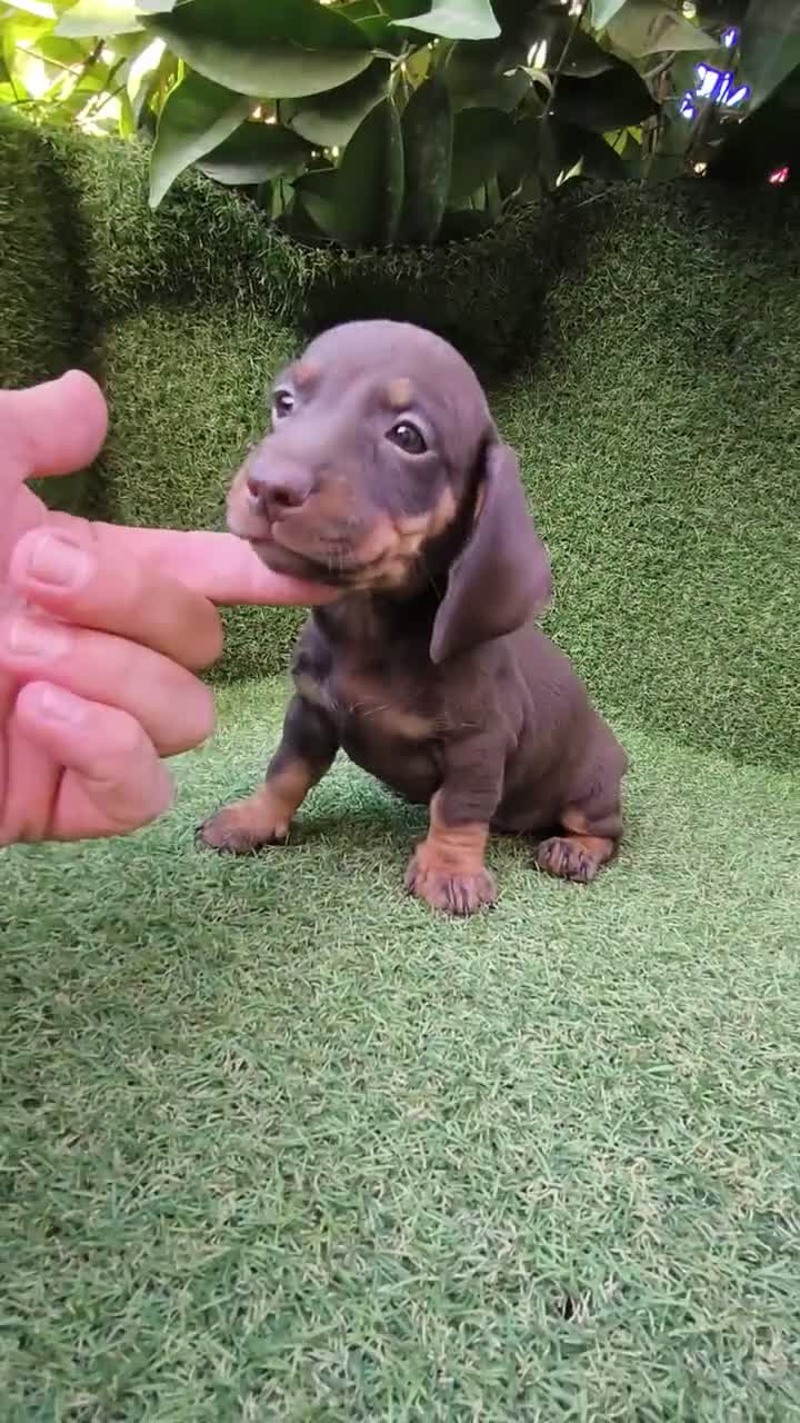 Teckel Miniatura perros en venta: teckel miniatura arlequín  y chocolates  - Video 3