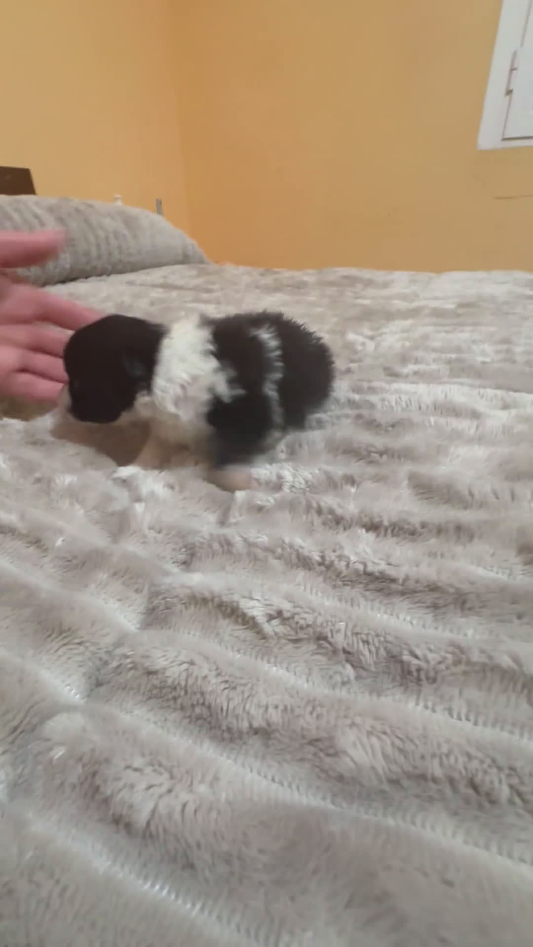 Pomerania perros en venta: Macho Lulu de Pomerania Toy party  - Video 1