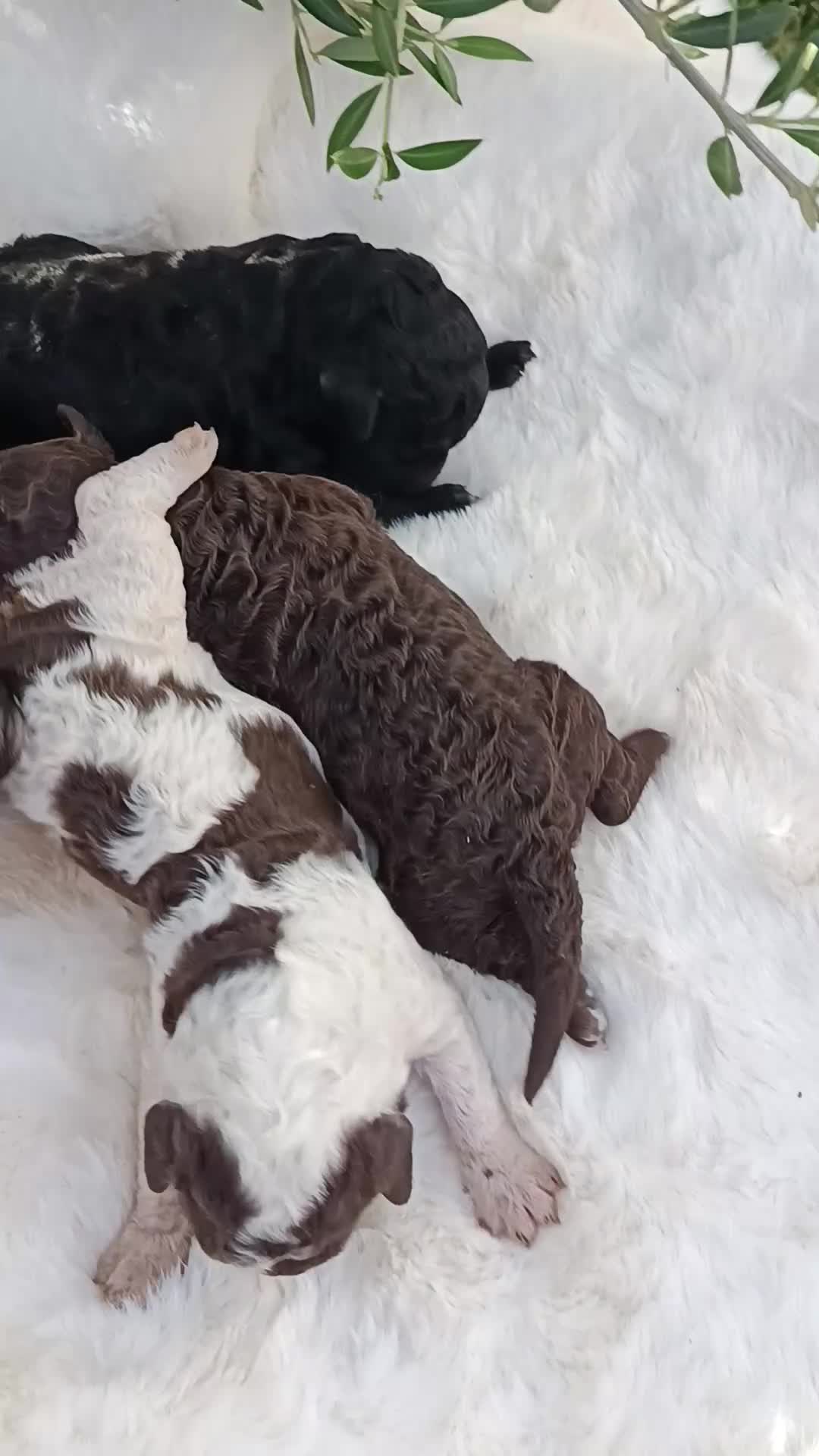 Perro de Agua Español perros en venta: Perro de agua  - Video 4