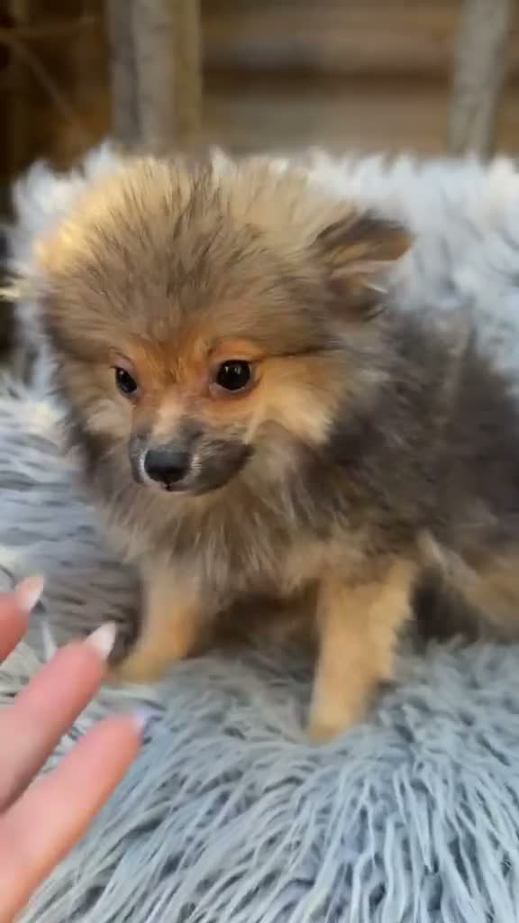 Pomerania perros en venta: POMERANIA MACHO - Video 1