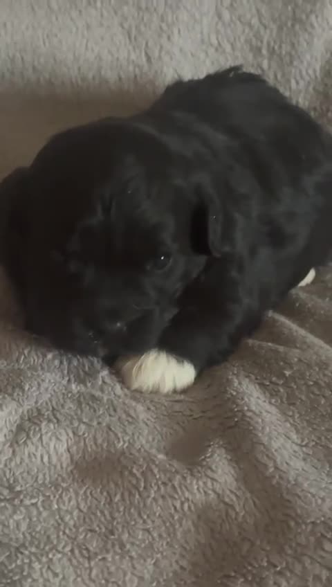 Maltipoo perros en venta: Maltipoo mini - Video 2