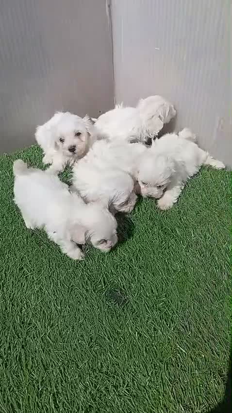Bichón Maltés perros en venta: Preciosas camadas de bichon maltes - Video 2