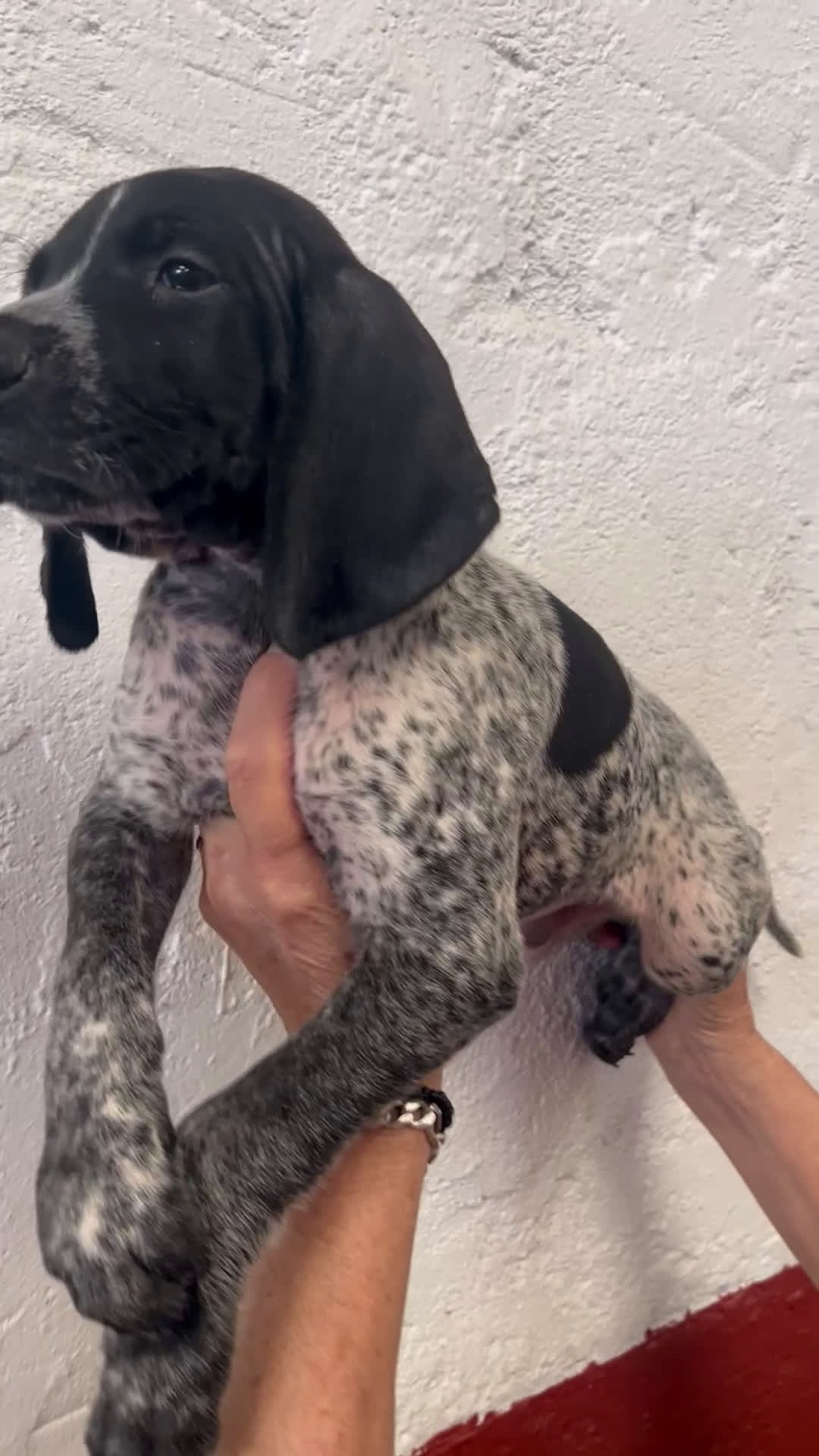 Braco Alemán de Pelo Corto perros en venta: Braco Alemán Macho - Video 1