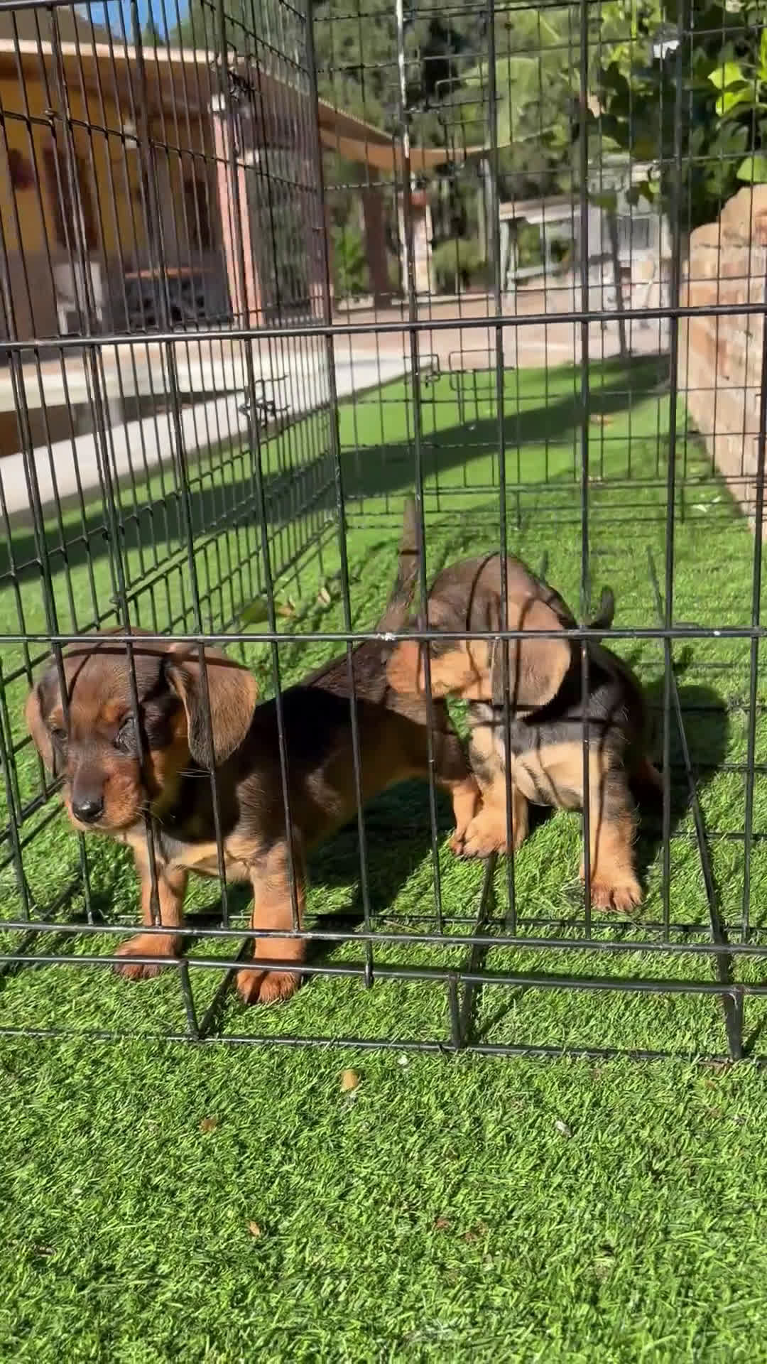 Teckel perros en venta: Cachorras de teckel standar  - Video 1