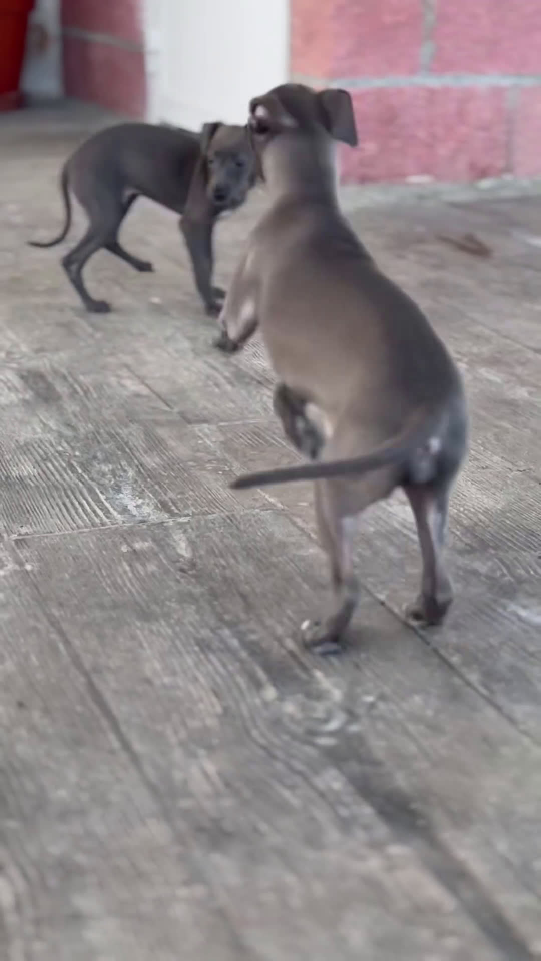 Pequeño Lebrel Italiano perros en venta: 🌟 Sirius y Selena – Galgos italianos blue 🐾 - Video 1