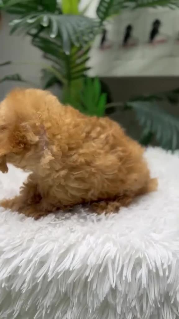 Caniche Toy perros en venta: CANICHE TOY - Video 1