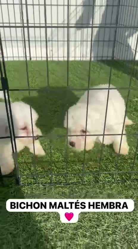 Bichón Maltés perros en venta: CAMADA DE BICHON MALTÉS DISPONIBLE TOLEDO - Video 2