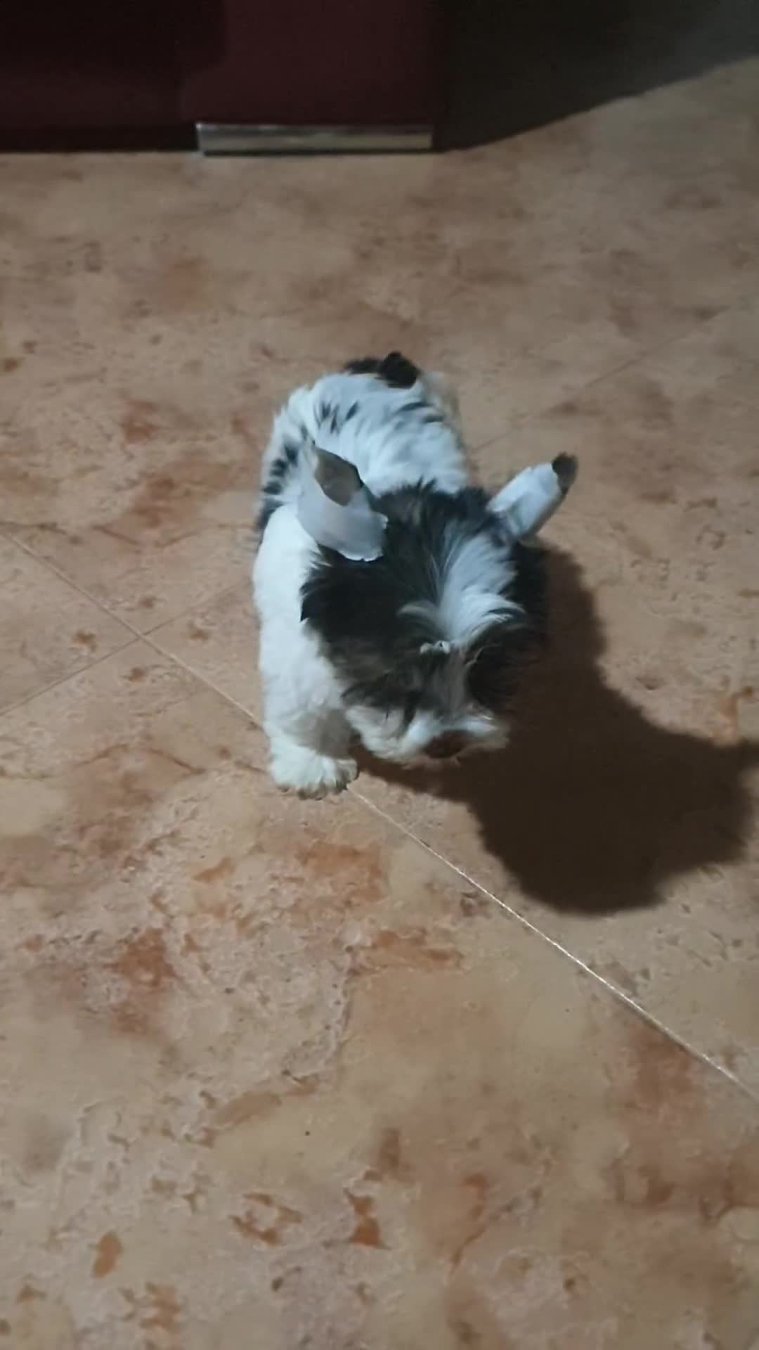 Biewer Yorkshire Terrier a la Pom Pon perros en venta: Cachorros de biewer con pedigree - Video 1