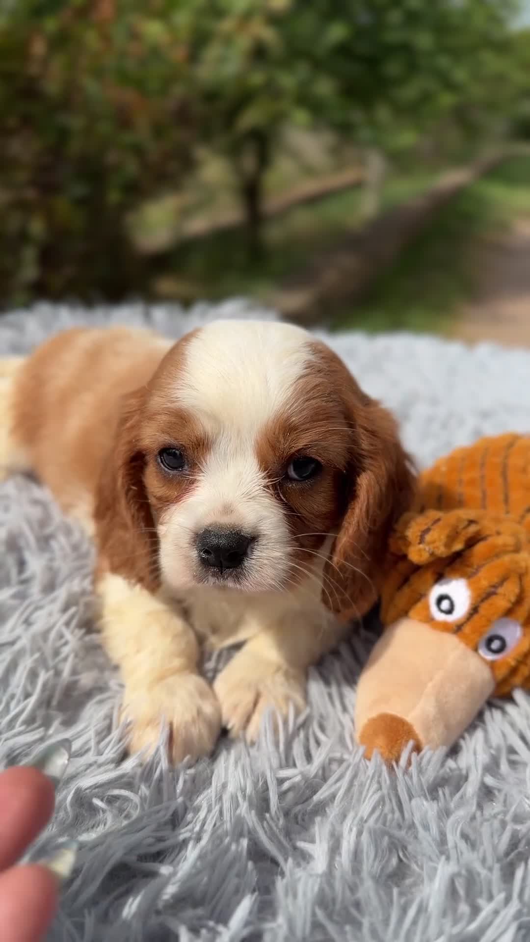 Cavalier King Charles Spaniel perros en venta: Cavalier Blenheim Macho  - Video 1