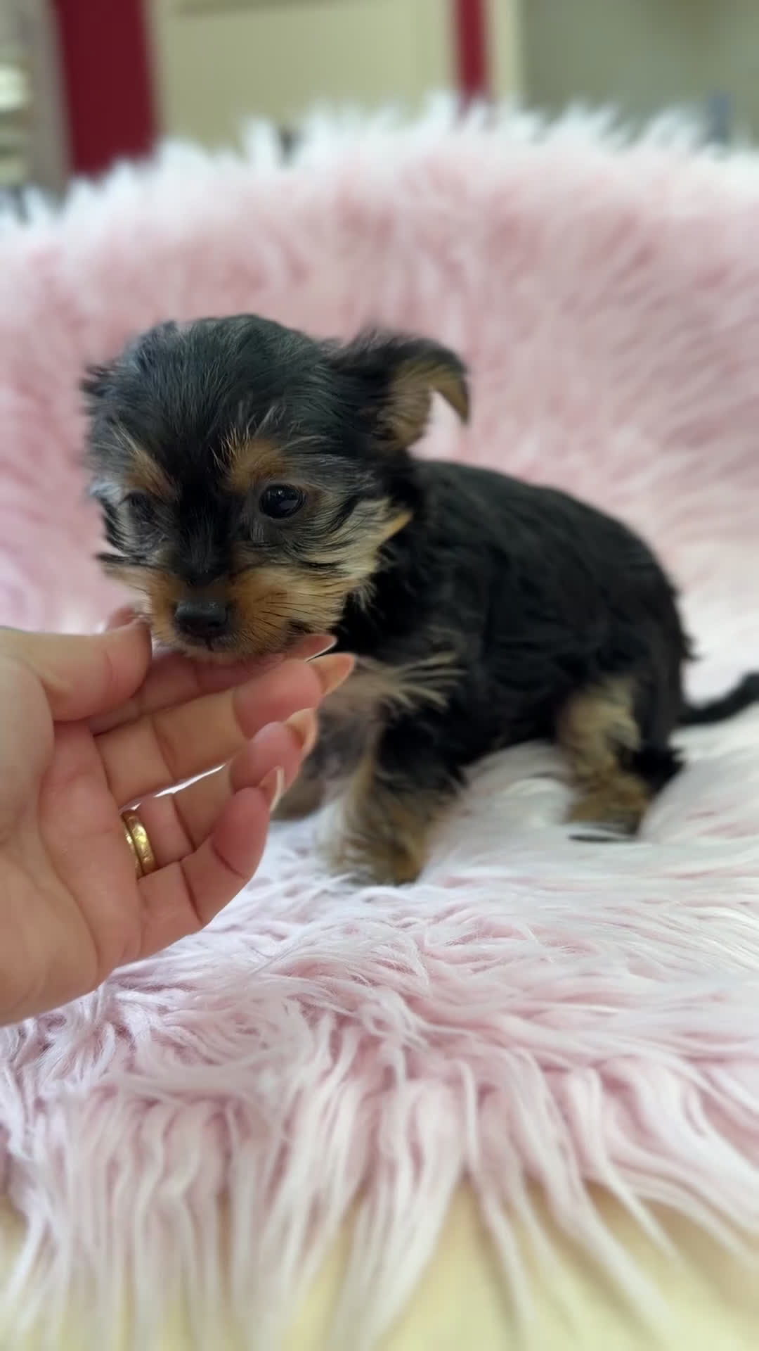 Yorkshire Terrier perros en venta: Yorkshire Toy hembra  - Video 1