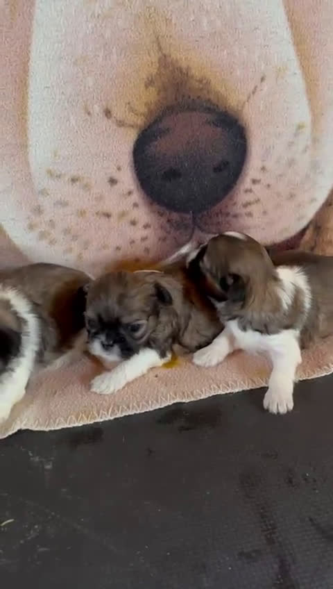 Shih Tzu perros en venta: Shitzu - Video 1