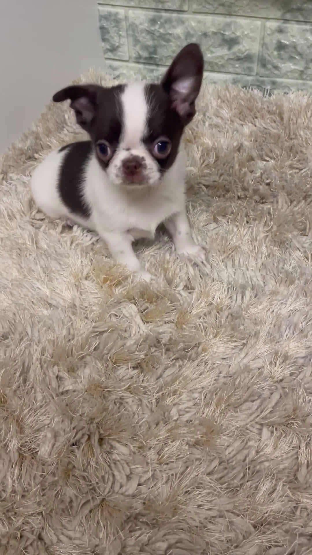 Chihuahua perros en venta: Chihuahuas Machos  - Video 1
